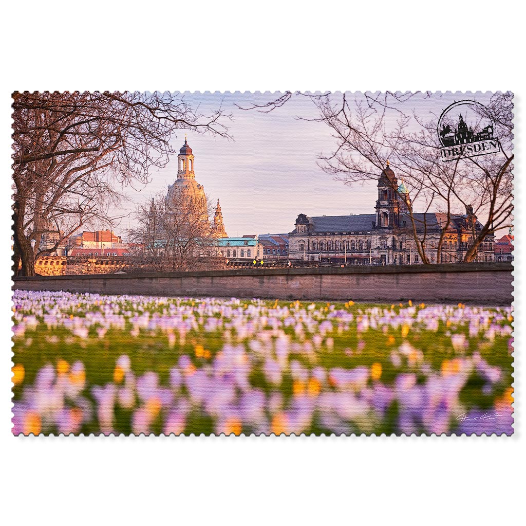 Krokusblüte im Frühling mit Blick auf die Dresdner Altstadt Dresden Postkarte Krokusblüte mit Blick auf Frauenkirche und Altstadt