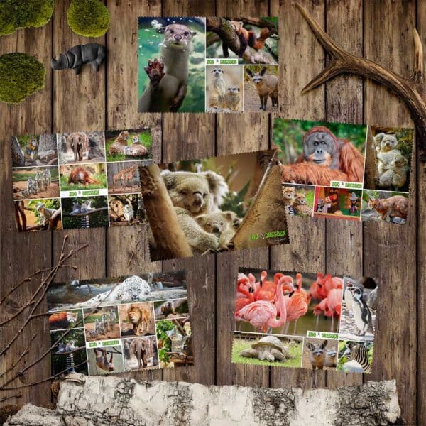 Postkarten Set Zoo Dresden mit 6 ausgewählten Tiermotiven