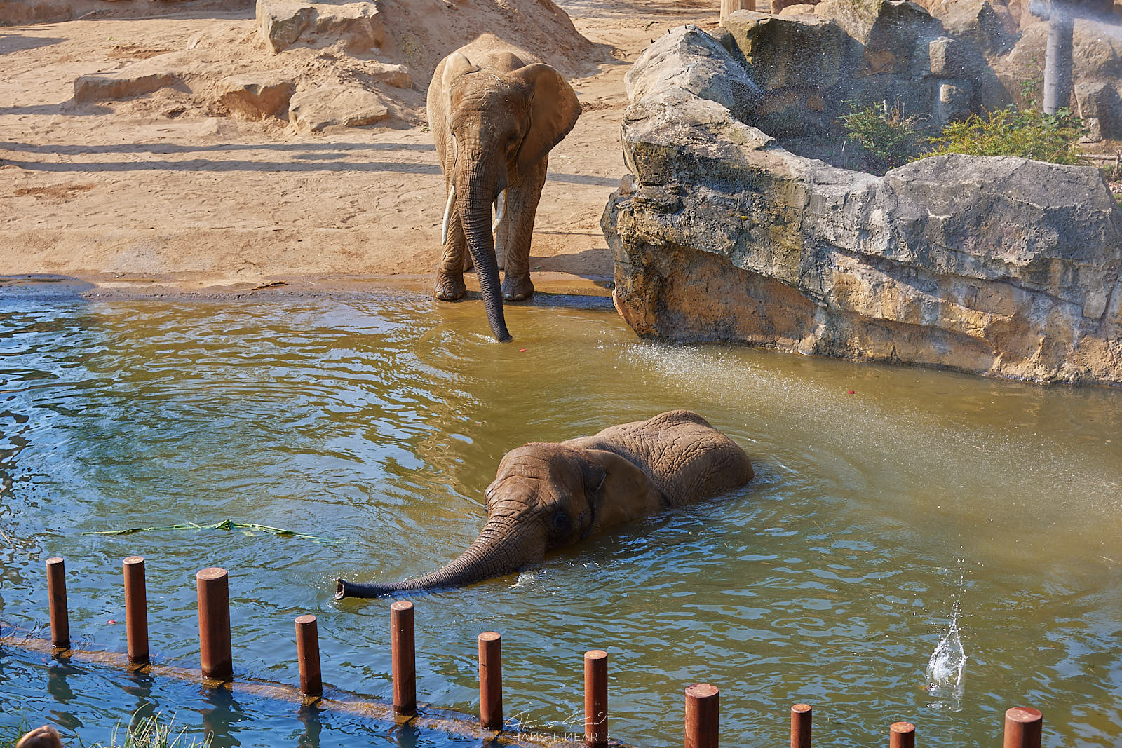 Zwei Elefanten genießen das Wasserbecken im Zoo Dresden.