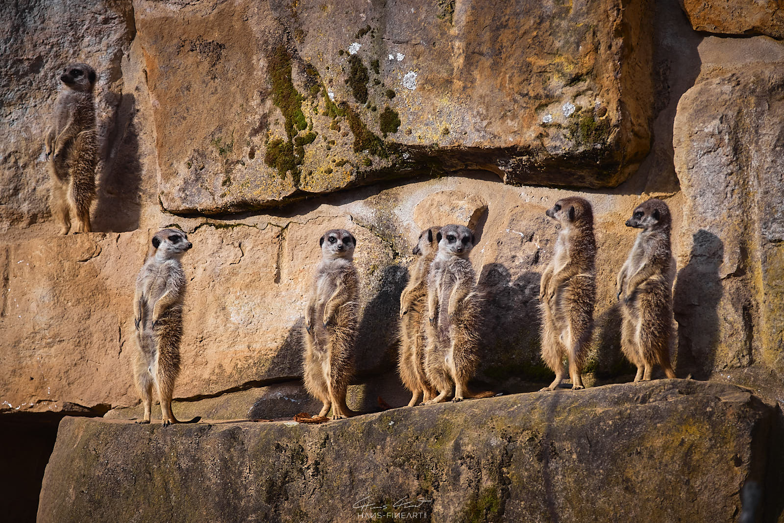 Eine Gruppe Erdmännchen steht an einer Felswand im Zoo Dresden und genießt die ersten Sonnenstrahlen des Tages.