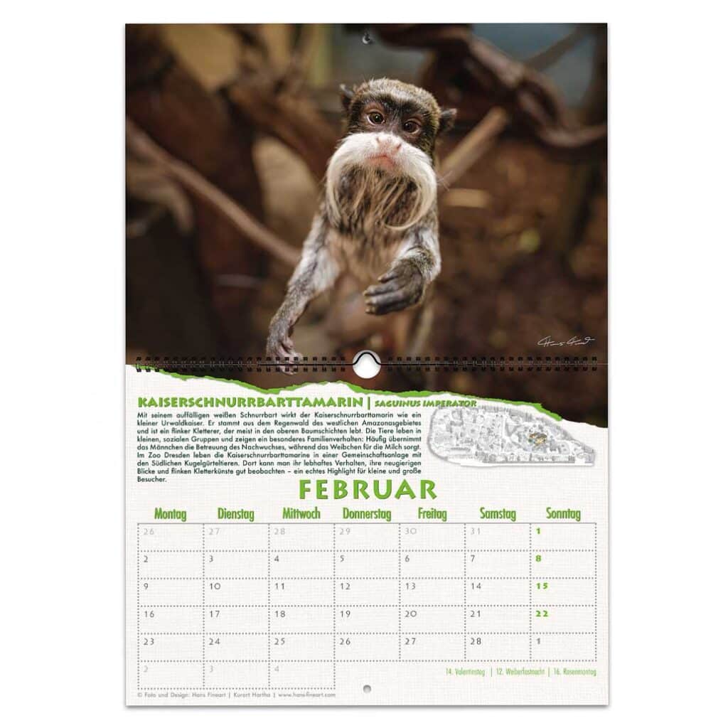 Tamarin mit weißem Schnurrbart klettert durchs Gehege