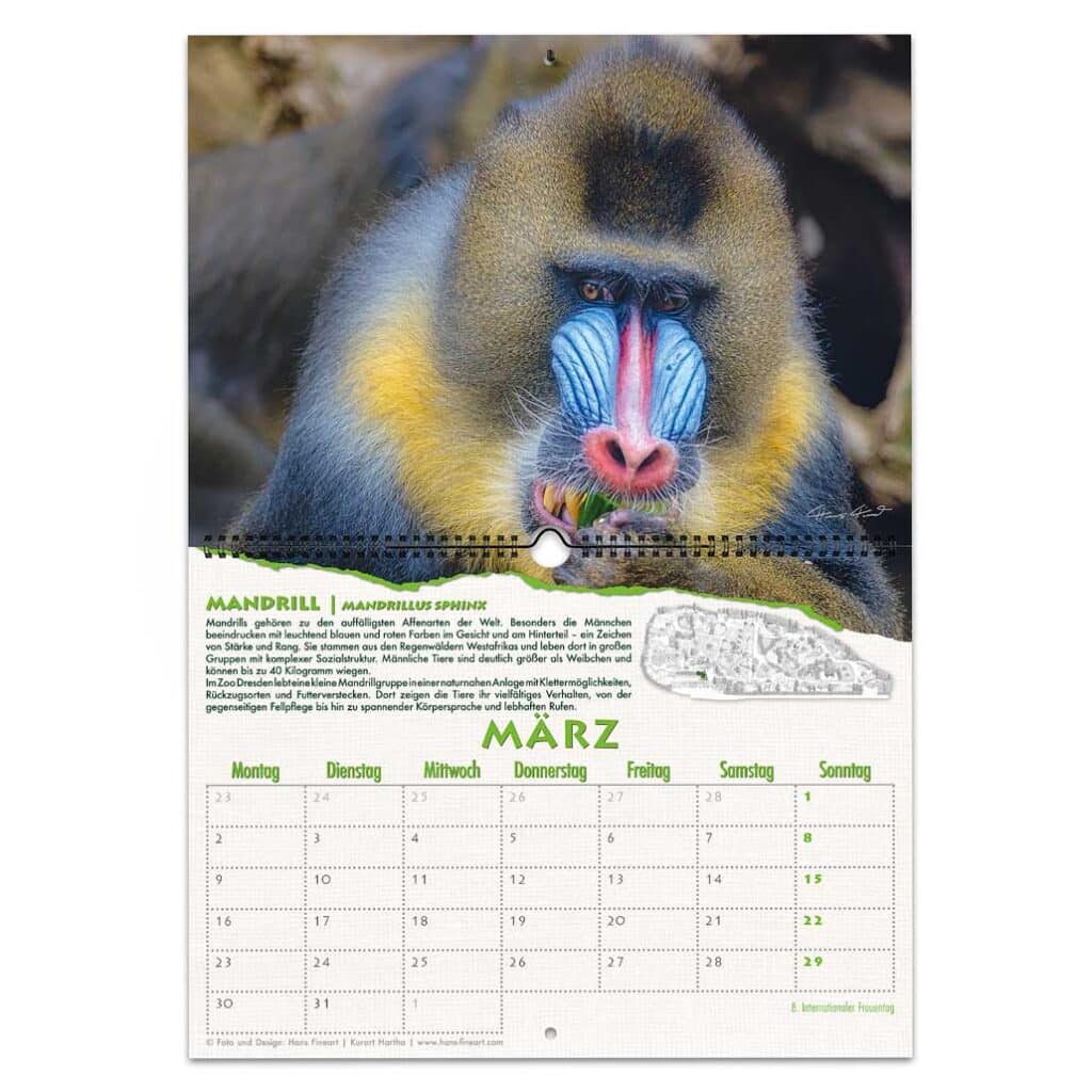 Männlicher Mandrill mit blauer Schnauze im Zoo Dresden