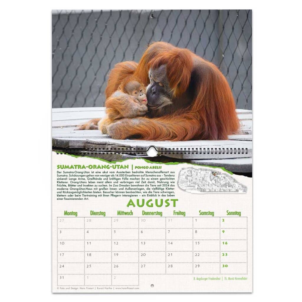 Sumatra-Orang-Utan im Orang-Utan-Haus Zoo Dresden