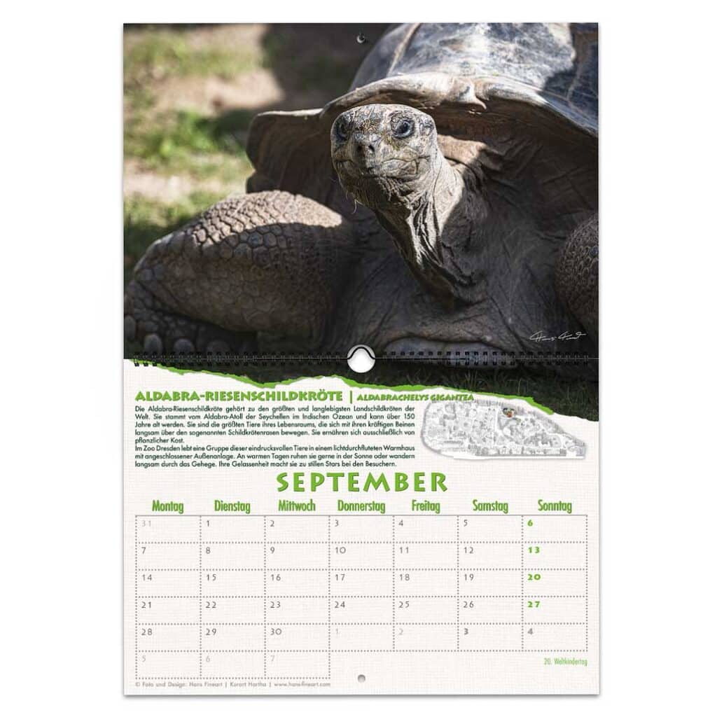 Aldabra-Riesenschildkröte ruht im Außengehege