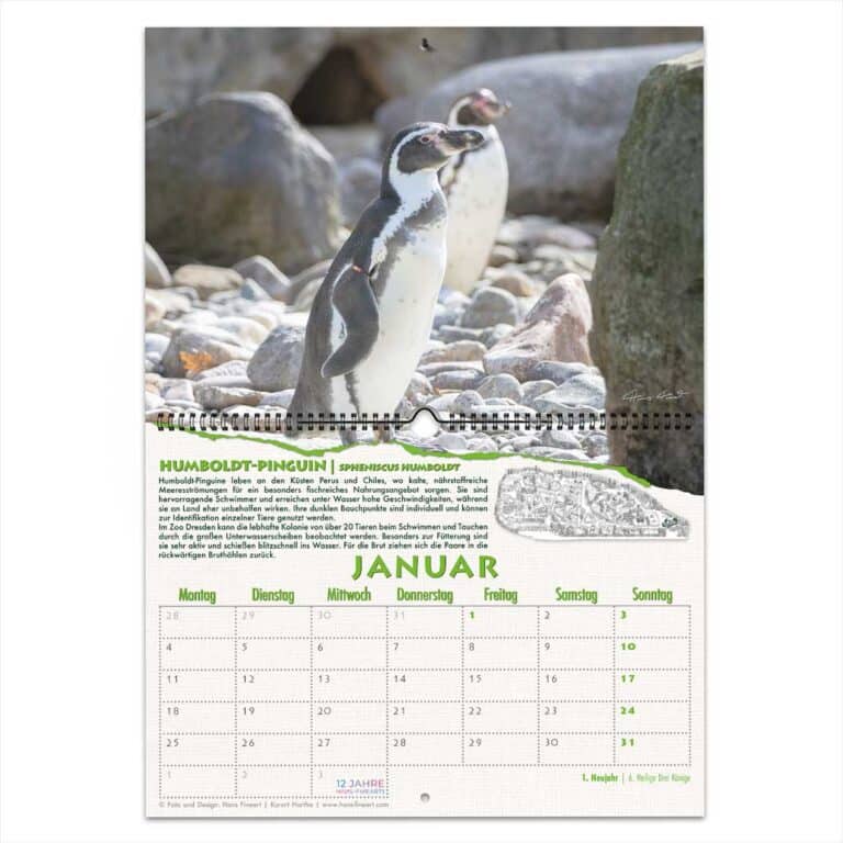 Zoo Dresden Kalender 2027 Januar Pinguine
